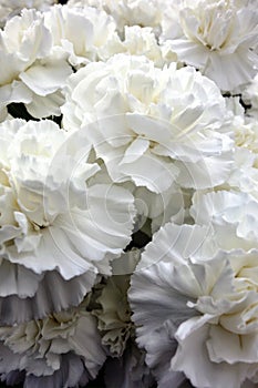 White carnations, flowers