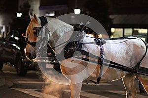 White carriage horse crossing street at night