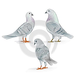 White Carriers pigeons domestic breeds sports birds vintage set three vector animals illustration for design