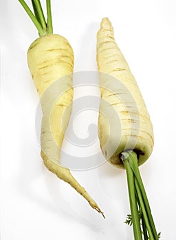 White Carrot, daucus carota, Vegetable against White Background