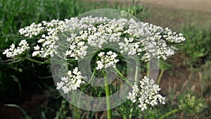 White Carrot Flower Photo India photo