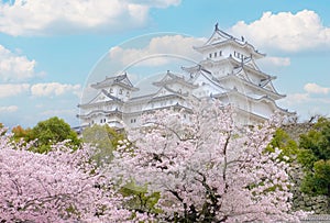 White Castle Himeji Castle in cherry blooson sakura blooming in the front