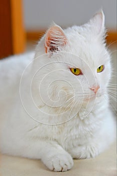 White cat