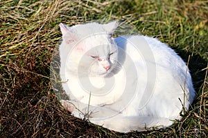 White cat