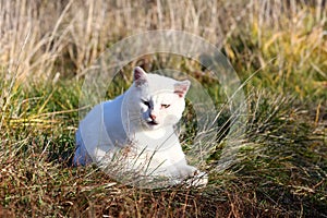 White cat