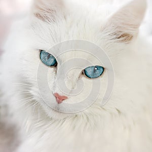 White cat