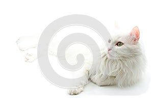 White cat.