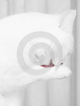 White cat 2