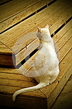 White cat