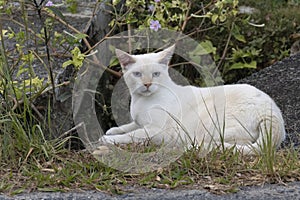 White Cat