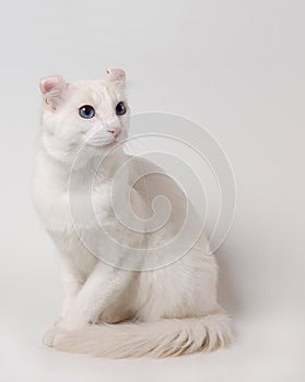 White cat