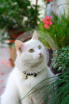 White cat