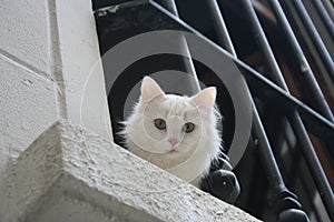 White Cat