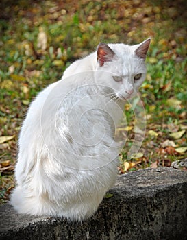 White cat