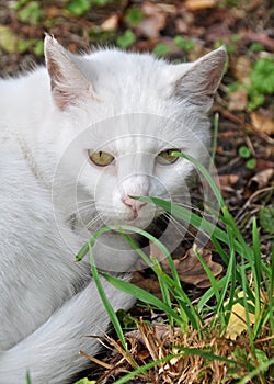 White cat