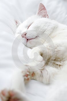 White cat