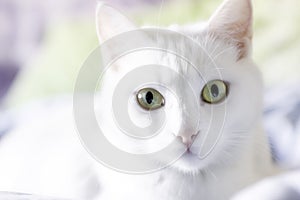 White cat