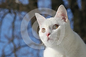 White cat photo