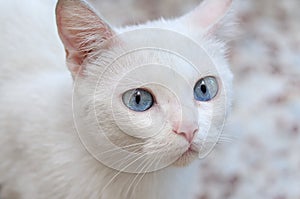 White cat