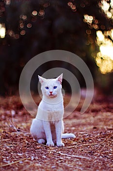 White cat