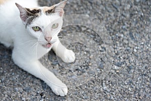 White cat with anger face on the ground