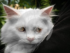 White Cat in The Arm