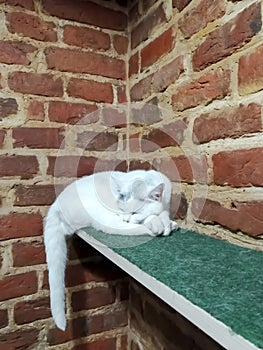 the white cat is asleep. A white cat sleeps on a shelf in the corner of a brick wall. a green shelf where a cat sleeps