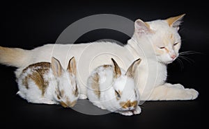 White cat with baby rabbits