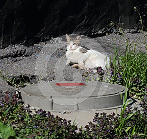 White cat basks in the sun by a manhole