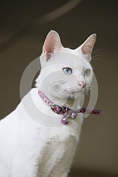 White Cat