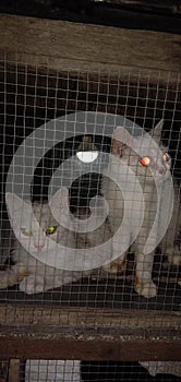 the white cat beauty anamal