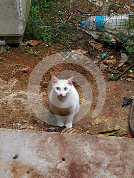 white cat behind door