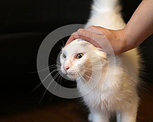 White cat being petted