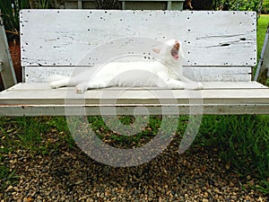 White cat on the bench.