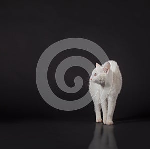 White cat on black
