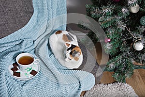 A white cat with black and red spots on its back sits on a sofa with a blue knitted blanket and a cup of tea with pieces of