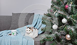 A white cat with black and red spots on its back sits on a sofa with a blue knitted blanket and a cup of tea with pieces of