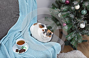 A white cat with black and red spots on its back sits on a sofa with a blue knitted blanket and a cup of tea with pieces of