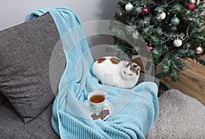 A white cat with black and red spots on its back sits on a sofa with a blue knitted blanket and a cup of tea with pieces of