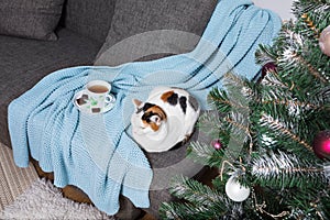 A white cat with black and red spots on its back sits on a sofa with a blue knitted blanket and a cup of tea with pieces of