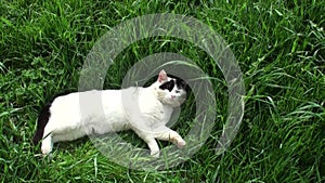 White cat with black spots lies on green grass and meows