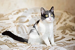 White cat with black spots playing in the house