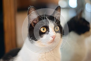 White cat with black spots playing in the house