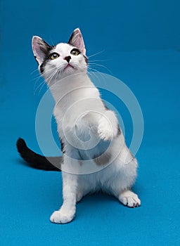 White cat with black spots teenager playing on blue background