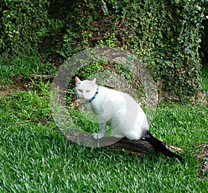 White cat with blue collar photo