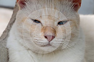 White cat blue eyes