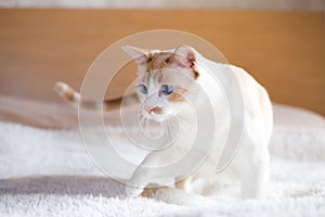 White cat with blue eyes