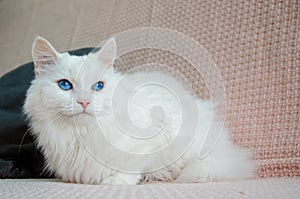 White cat with blue eyes of Angora breed lies on pink blanket and looks away. Cute fluffy white cat