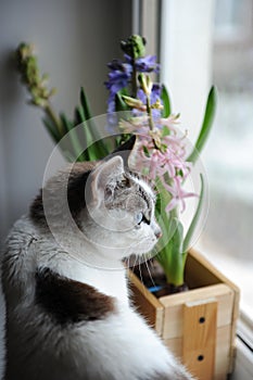 White cat with blue eyes and delicate spring hyacinth flowers in a wooden box on a window sill. Pink, blue color