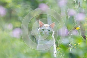 White cat with blue eyes on the grass